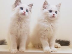 -十年猫舍·猫咪专门店(普陀店)