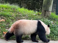 -都江堰中华大熊猫苑