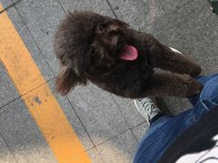 -北京观赏动物医院·24小时大型综合·猫专科·异宠专科