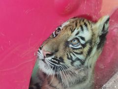 -栾川竹海野生动物园