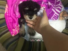 -翊宠yipet猫狗购宠庄园犬舍•猫舍