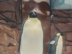 -海合安成都极地海洋公园