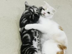 -藏猫猫咖啡主题馆(中央大道店)