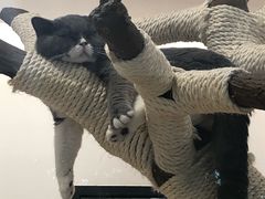 -袖虎·猫馆(体育西路店)