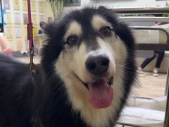 -美联众合动物医院·24h转诊中心