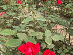 -海上花岛玫瑰园采摘