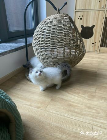 闺蜜一直很想养一只可爱的布偶猫，也一直担心买到星期猫