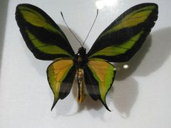 -上海昆虫博物馆