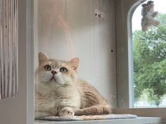 -唐小姐の私宠·宠物洗护美容·撸猫馆·购宠(周浦万达旗舰店)