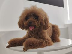 -comecome来吧宠物(奥克斯中心店)