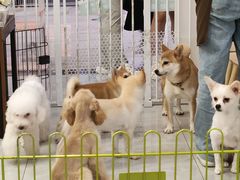 -柴犬小屋·柴餐厅·狗咖食堂(金鼎广场店)