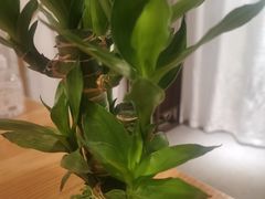 -苗祖咖啡(洛克时代中心店)