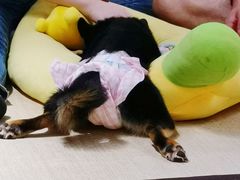 -逗柴咖啡屋·狗咖猫咖宠物桌游