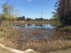 -上海长兴岛郊野公园