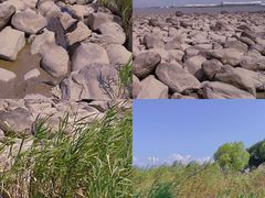 -上海吴淞炮台湾国家湿地公园