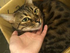 -猫猫幼稚园·撸猫·桌游·电玩