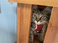 -纳吉亚猫专科动物诊疗中心(蒋宅口分院)