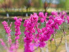 -白塘生态植物园