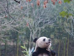 -成都大熊猫繁育研究基地