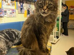-平行世界·猫咖(首经贸店)