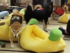 -逗柴咖啡屋·狗咖猫咖宠物桌游