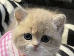 -猫十亿·布偶金渐层·曼基康矮脚猫舍(青年路店)