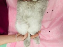 -北京观赏动物医院·24小时大型综合·猫专科·异宠专科