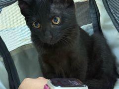 -动物缘宠物医院·骨科·猫科(西二环店)