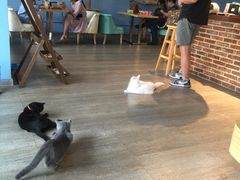 -猫咪咖啡·猫咖(万达广场店)