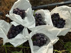 -马陆小张葡萄园农家乐