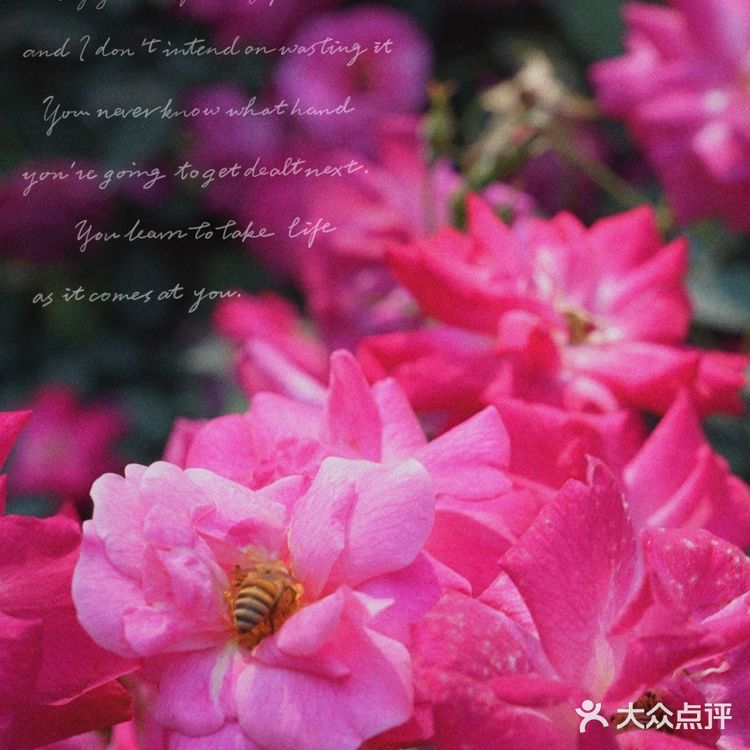 深圳花海公园⛲️|如油画般的月季花悄悄开了🌹