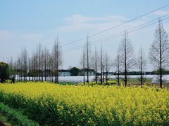 -青浦采草莓天天草莓园