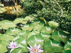 -国家植物园南园