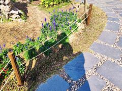 -深圳仙湖植物园