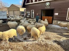 -神户市立六甲山牧场