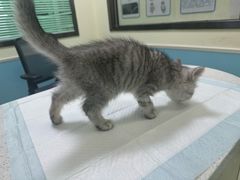 -天宠宠物医院24小时·急重症诊疗中心·全科·腔镜特色(和平分院)