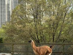 -青藏高原野生动物园