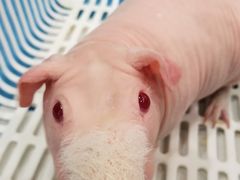 -藦茜花园宠物主题亲子互动体验馆(国顺东路店)