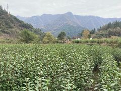 -石台牯牛降景区