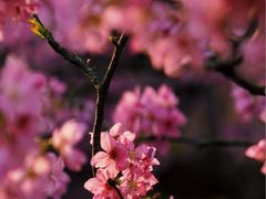 -天适樱花悠乐园