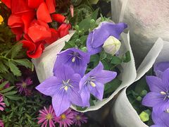 -双季花艺园艺市场(浦东店)