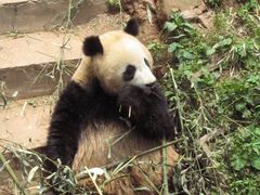 -中国大熊猫保护研究中心雅安碧峰峡基地