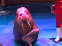 -烟台海昌鲸鲨海洋公园