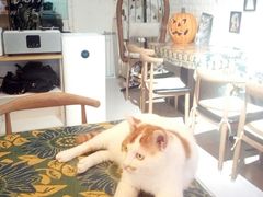 -平行世界·猫咖(首经贸店)