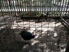 迷你动物园-意大利农场度假村