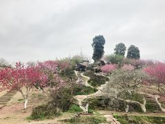 -秀丽东方