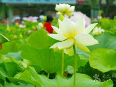 -白洋淀景区