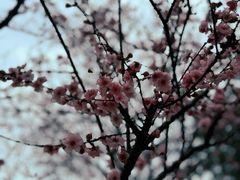 -梅溪湖城市岛