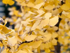 -重庆市江北嘴中央商务区中央公园