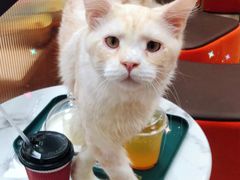 -猪盟咖啡店(玖洲道店)
